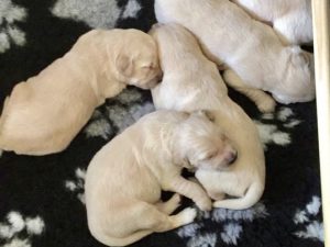 Golden retriever puppy's